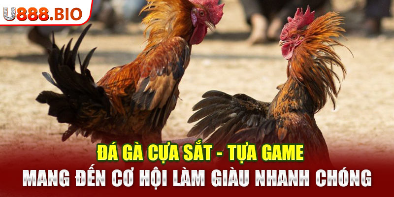 Đá Gà Cựa Sắt - Tựa Game Mang Đến Cơ Hội Làm Giàu Nhanh Chóng