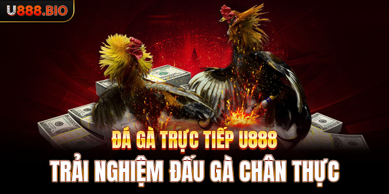 Đá Gà Trực Tiếp U888 - Trải Nghiệm Đấu Gà Chân Thực