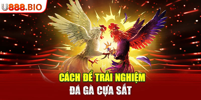 Cách để trải nghiệm đá gà cựa sắt