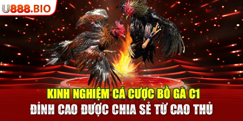 Kinh nghiệm cá cược Bồ Gà C1 đỉnh cao được chia sẻ từ cao thủ