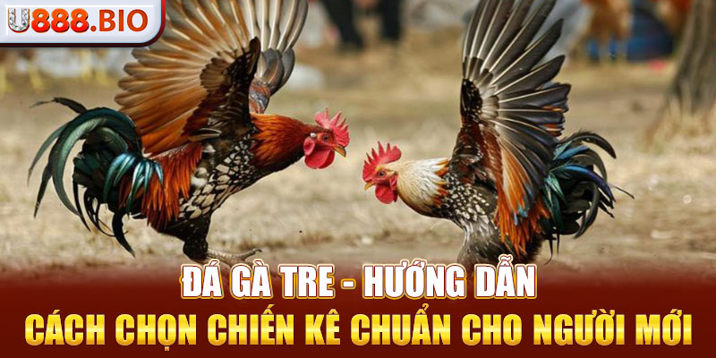 Đá Gà Tre - Hướng Dẫn Cách Chọn Chiến Kê Chuẩn Cho Người Mới