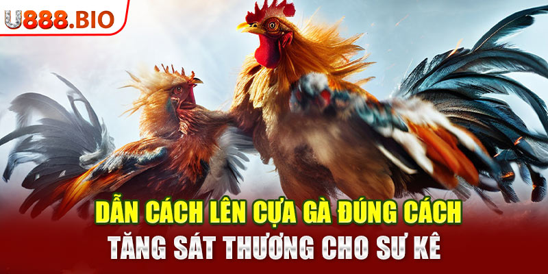 Dẫn Cách Lên Cựa Gà Đúng Cách, Tăng Sát Thương Cho Sư Kê