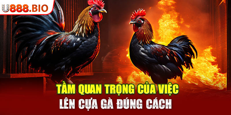 Tầm quan trọng của việc lên cựa gà đúng cách