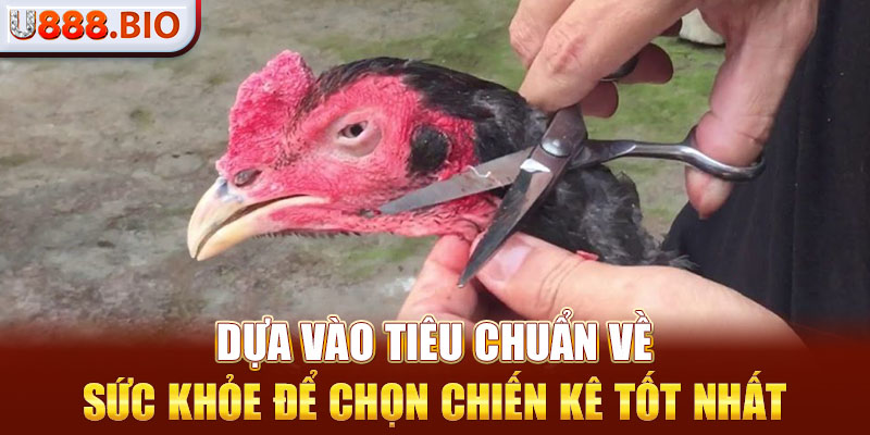 Dựa vào tiêu chuẩn về sức khỏe để chọn chiến kê tốt nhất