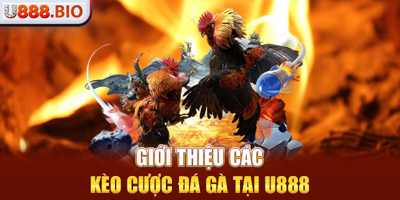 Giới thiệu các kèo cược đá gà tại U888