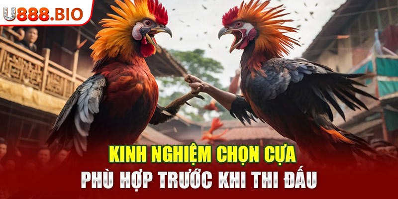 Kinh nghiệm chọn cựa phù hợp trước khi thi đấu